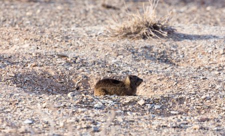 A nice photo of rock hyrax in Namibia