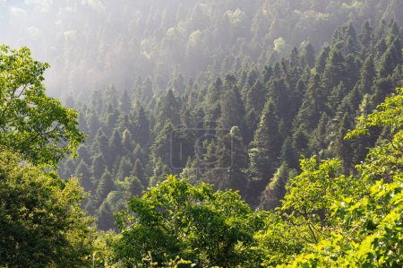 Forest at the Kato Olympos mountain near the village of Palaios Panteleimonas in Thessaly, Greece