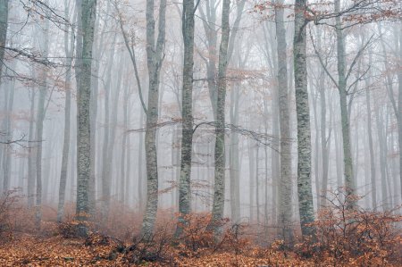 Landschaft mit Nebelwald auf dem Vitsi-Berg im Nordwesten Griechenlands im Herbst