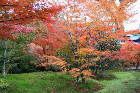 Photo for View of garden in autumn in japan - Royalty Free Image