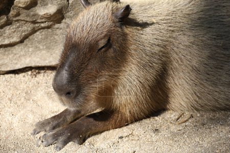 Foto de Close up head La rata gigante de Capybara es un lindo animal en el jardín - Imagen libre de derechos