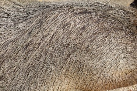 Foto de Cerca de la piel La rata gigante Capybara para la textura animl - Imagen libre de derechos