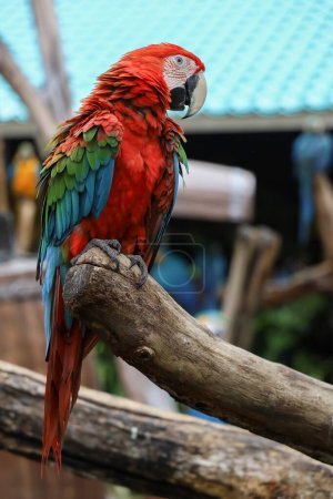 Close up head the red macaw parrot bird in garden 