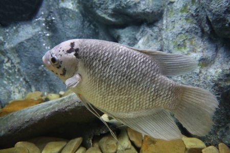 Foto de El pez Gourami gigante - Imagen libre de derechos