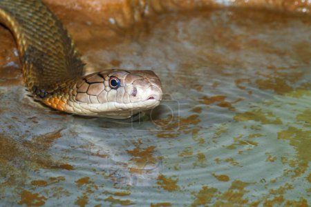 Photo for Close up head king cobra on water - Royalty Free Image