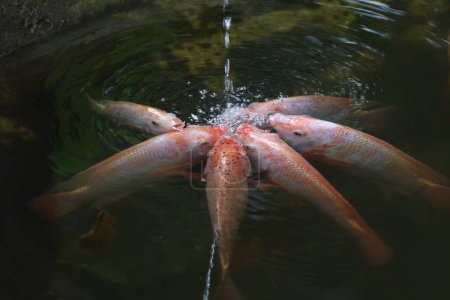Photo for Group Tilapia Fish is eat water in the river - Royalty Free Image