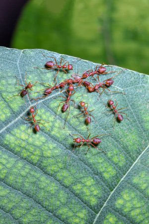 Nahaufnahme rote Ameise auf grünem Blatt in der Natur in Thailand