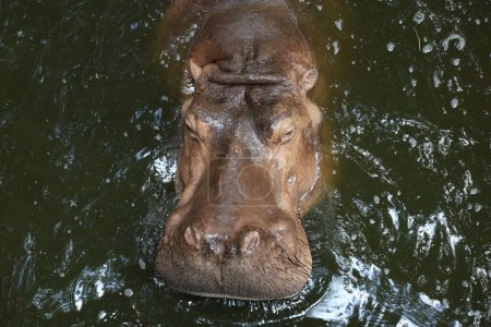 Photo for The hippopotamus is swim and rest In the river - Royalty Free Image