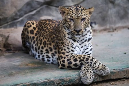 Foto de El tigre leopardo es lindo y animal salvaje velocidad en zoología. - Imagen libre de derechos