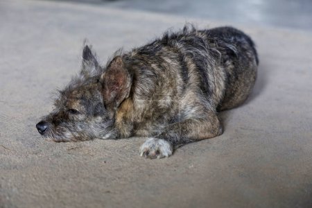 Foto de El pequeño perro gris es la acción del sueño en el suelo de cemento - Imagen libre de derechos