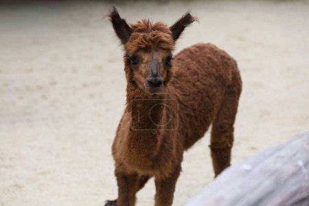 Foto de La alpaca es animal de mamífero y piel esponjosa - Imagen libre de derechos