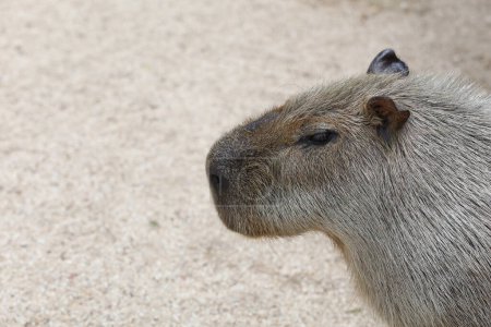 Téléchargez les photos : Gros plan la tête le capinara est plus grand rat et mignon animal - en image libre de droit