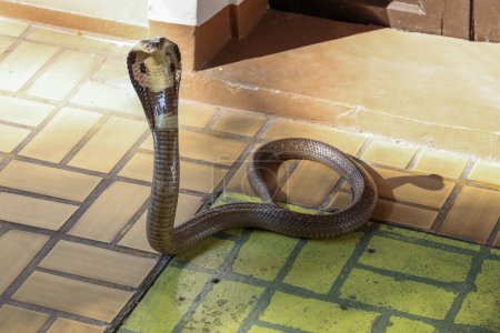 Foto de La hermosa serpiente Cobra negro en el suelo de cemento en Tailandia - Imagen libre de derechos