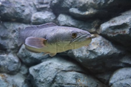 Photo for Close up head the snakehead fish - Royalty Free Image
