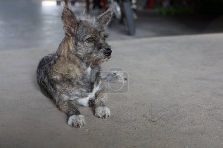 Foto de El pequeño perro gris es la acción del sueño en el suelo de cemento - Imagen libre de derechos