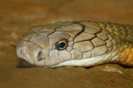 Photo for Close up head king cobra snake is big viper snake - Royalty Free Image