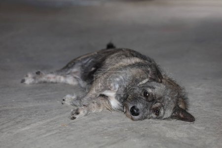 Foto de El perro gris descansa porque está enfermo en el suelo de cemento - Imagen libre de derechos