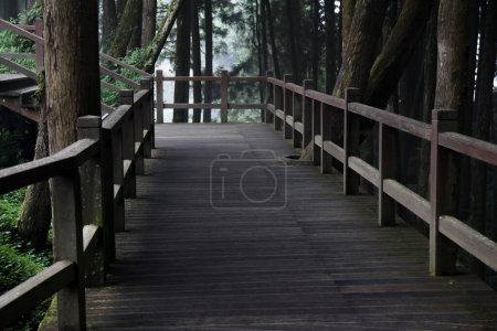 The walkway from wood in nature park taiwan