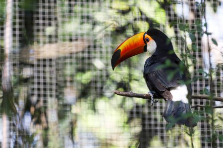 The toco toucan bird on the wood tree 