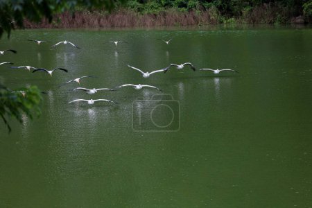 Der große weiße Pelikan fliegt auf dem Fluss