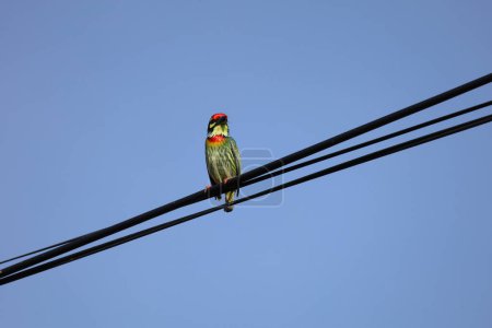 The colorful Oriole bird is live in nature on power line at thailand