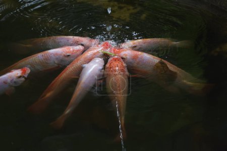Gruppe Tilapia Fische fressen Wasser im Fluss
