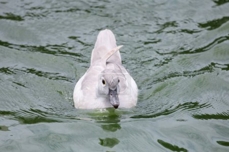 die kleine weiße Ente schwimmt und ruht am Fluss 
