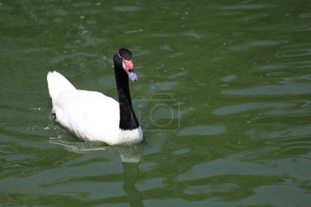 El cuello negro y el ganso blanco en el río
