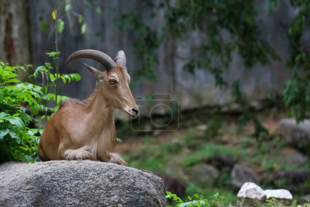 The barbary sheep is mammal and hill animal