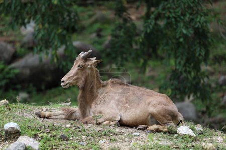 The barbary sheep is mammal and hill animal 