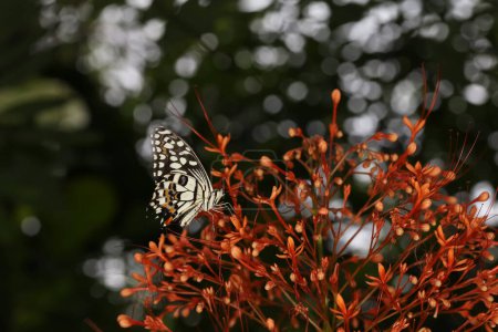 Le beau papillon sur la fleur est montrer aile beauté dans le jardin de la nature