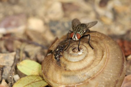 Close up El insecto mosca doméstica en caracol muerto