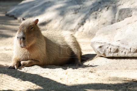Photo for Close up head The Capybara giant rat is cute animal in garden - Royalty Free Image