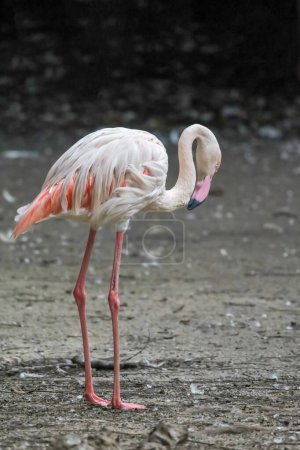 The flamingo is stand up and cute pink bird in nature garden