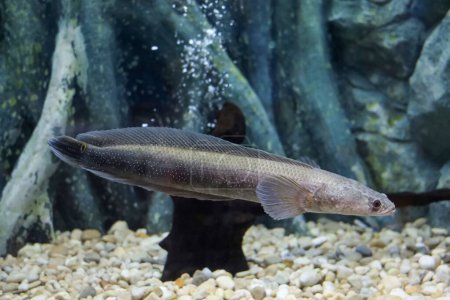 Photo for Close up the snakehead fish in fish tank - Royalty Free Image