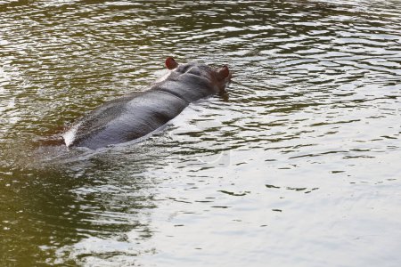 Das Nilpferd schwimmt und ruht im Fluss 