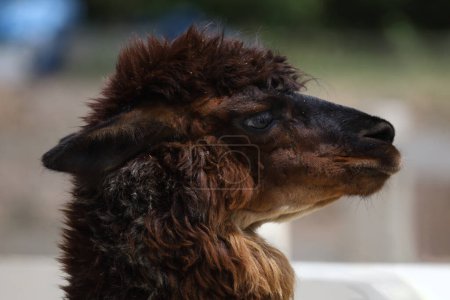 Close up head brown alpaca in farm garden