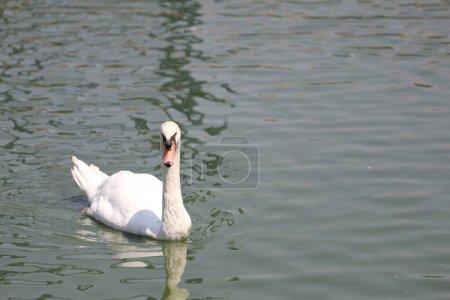 Primer plano Cisne blanco es lindo en el río