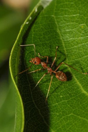 Nahaufnahme rote Ameise auf grünem Blatt im Naturgarten