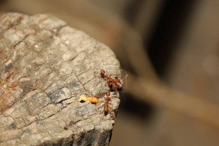 Group red ant on dry stick and work group
