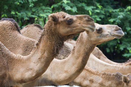 Cerca de cabeza el camello en el parque