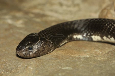 Foto de De cerca Cabeza de la serpiente cobra escupiendo indochino - Imagen libre de derechos