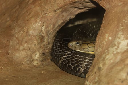 Photo for Close up head big king cobra snake in cave at thailand - Royalty Free Image