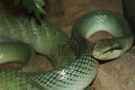 The red tailed rat snake is rest in garden 