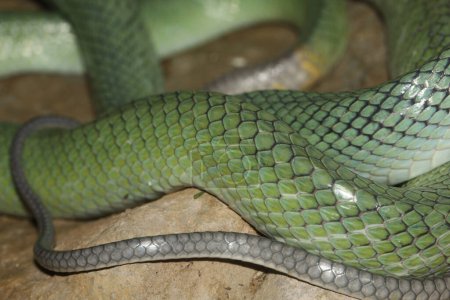 La piel de serpiente de rata de cola roja para textura de serpiente