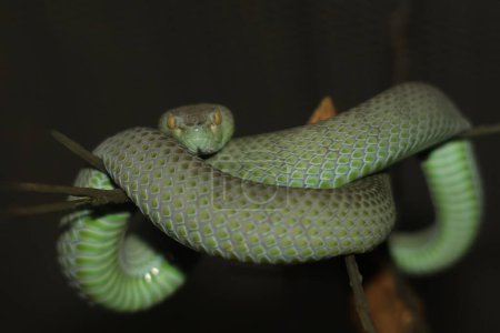 La serpiente (víbora verde) descansa sobre el palo