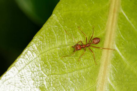 red ant is stay on nature green leaf