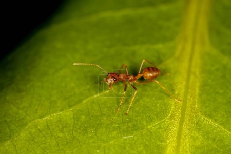red ant is stay on nature green leaf