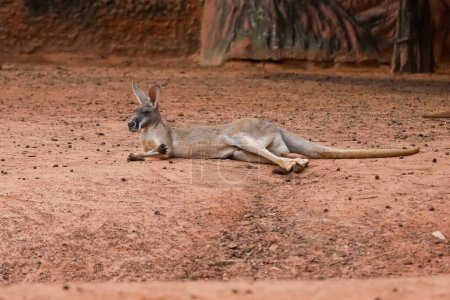 The young kangaroo is rest on the nature garden