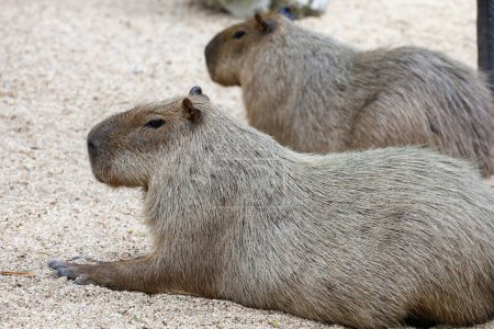 The capybara is biggest rat and cute animal